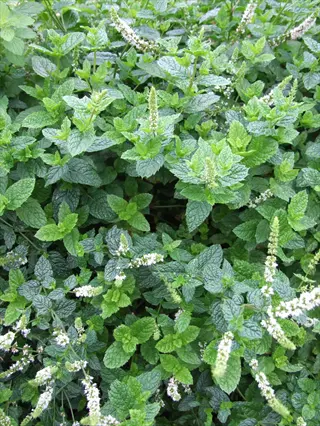 lush spearmint plant garden with vibrant green leaves and white flower spikes