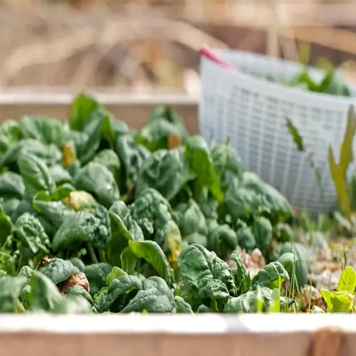 lush spinach garden harvest with mature leafy greens and harvest basket in background