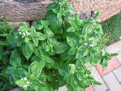 lush sweet basil plant with vibrant green leaves and white flowers growing near a stone wall