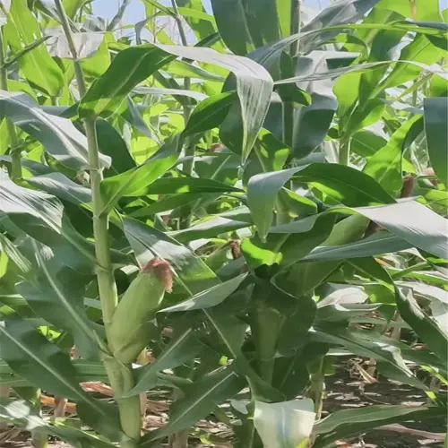 lush sweet corn garden with neatly planted rows of vibrant green stalks under bright sunlight