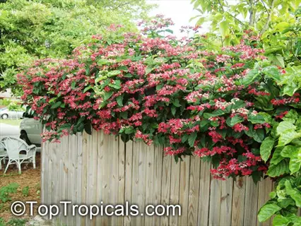 lush valentine bleeding heart red flowers cascading over a wooden fence with greenery background, watermark present