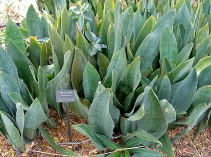 lush whale fin snake plant (sansevieria) cluster with textured green leaves and plant identification sign in a garden bed