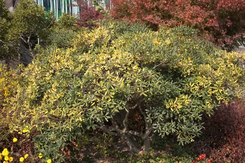 lush wintergreen barberry evergreen hedge with yellow berries amid garden flora
