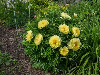 lush yellow bartzella peony blooms with vibrant green foliage in a garden