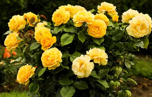 lush yellow shrub rose garden bursting with vibrant blooms and green foliage