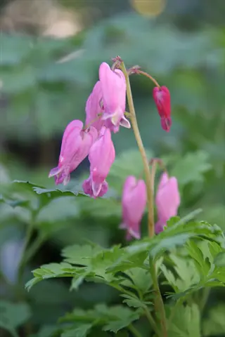 luxuriant bleeding heart pink flowers with lush green foliage