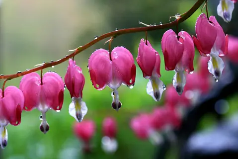luxuriant bleeding heart plant with pink heart-shaped flowers and water droplets on an arching stem