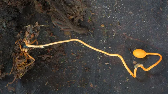 macro photograph of a nematode-parasitizing fungus (cordyceps sp.) emerging from dark soil, demonstrating natural soil ecosystem interactions relevant to beneficial nematodes application