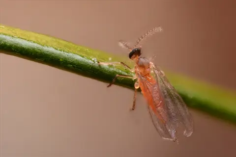 macro photograph of adult fungus gnat on plant stem, representing handheld vacuum insects removal method for pest control (vacuuming adults technique)