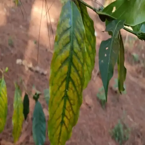 magnesium deficient tomato leaves showing interveinal chlorosis (yellowing between leaf veins) on a plant in a garden setting with soil background