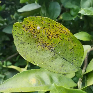 magnolia scale (soft) insects: close-up of a green leaf with yellowing patches densely covered in dark, rounded scale insects