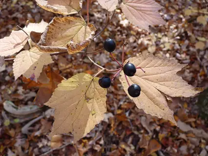 mapleleaf viburnum fall: yellow foliage with dark berries on forest floor