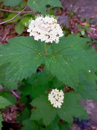 mapleleaf viburnum shrub featuring clusters of small white flowers and large lobed green leaves in a natural setting