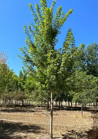 mature autumn blaze maple tree with vibrant green foliage growing in a sunny field under clear blue sky