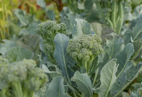 mature broccoli plants growing in a garden, showcasing mature broccoli height with fully developed heads and large leaves