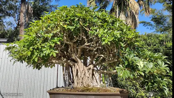 mature hawaiian umbrella bonsai tree with gnarled trunk and lush foliage in outdoor setting