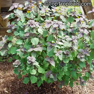 mature lovage herb plant with large compound leaves and purple-tinged new growth, growing in a mulched garden bed near wooden structures. ©toptropicals.com