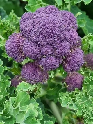mature purple sprouting broccoli plants with vibrant purple florets and surrounding green leaves in a garden