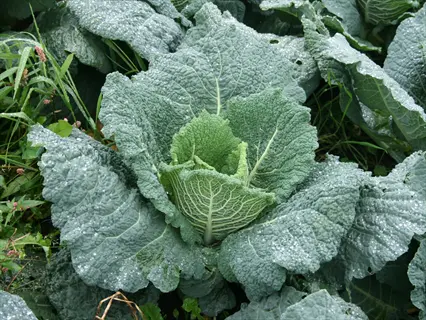 mature savoy cabbage demonstrating size comparison through large, textured leaves with water droplets in a field, surrounded by grasses and other vegetation