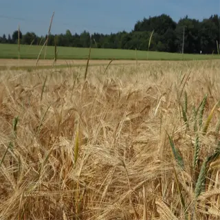 mature wheat crop thriving in a field with neutral soil ph