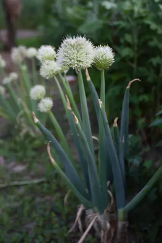 mature white bunching onions in full bloom with spherical flower heads and hollow green leaves in a garden