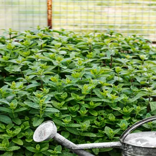 metal watering can in a garden with lush green plants