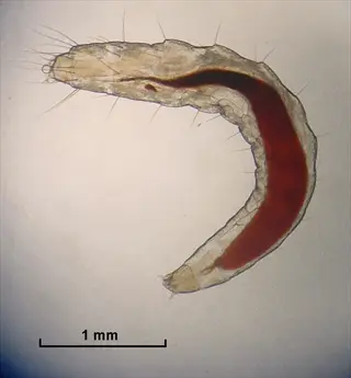microscopic flea larva (associated with carpet infestations) showing internal red gut and setae, with 1 mm scale bar