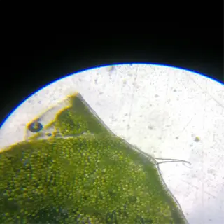 microscopic view of a plant leaf