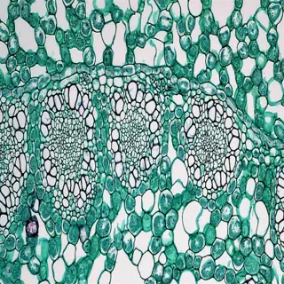 microscopic view of rhizome preparation showing intricate cellular structure