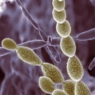 microscopic view of soil microbes in close-up