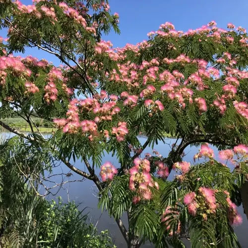 mimosa tree pink flowers blooming beside a calm lake under a clear blue sky