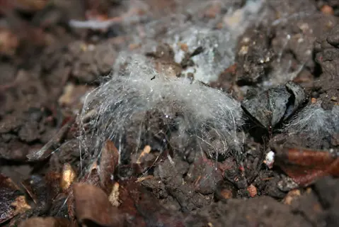 mold on plant soil showing white fuzzy growth among dark soil, dried leaves, and organic debris