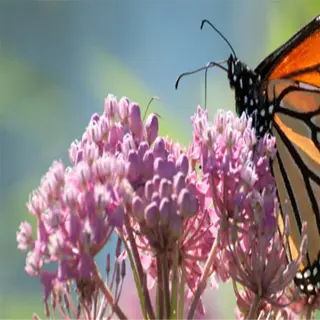 monarch butterfly on pink milkweed flowers - milkweed monarch habitat