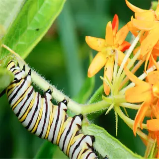 monarch caterpillar on milkweed flower - milkweed monarch caterpillar
