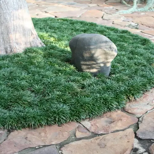mondo grass groundcover garden with stone pathway, tree trunk, and decorative rock