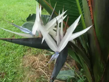 mountain strelitzia tree showcasing white and blue bird-like flowers with large banana-shaped leaves against grassy backdrop