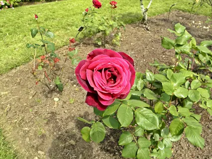 mr. lincoln hybrid tea rose: velvety crimson high-centered bloom in sunlit garden bed