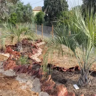 mulching techniques applied around palm trees using brown mulch material