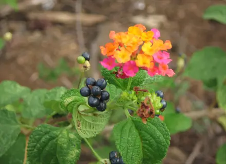 multicolor lantana shrub featuring vibrant flower clusters and dark berries on green foliage