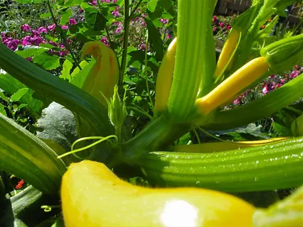 multiple bright yellow straightneck yellow squashes growing on thick green vines among lush garden foliage with visible flowers