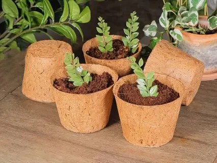 multiple coco coir herb pots filled with soil and young green plants arranged on a wooden surface with foliage background