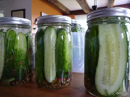 multiple dill pickle jars with whole cucumbers and spices, displayed on a wooden table in a sunny kitchen