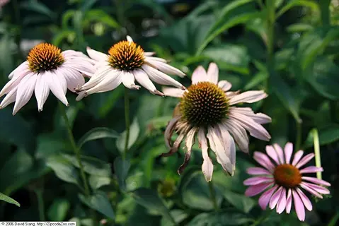 multiple echinacea magnus flowers blooming amidst green foliage