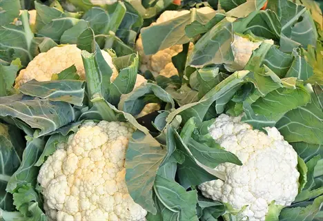 multiple mature cauliflower heads with green leaves cultivated in a container garden setting