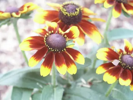 multiple toto lemon rudbeckia flowers with yellow-brown petals