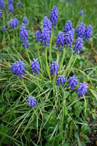 muscari armeniacum blue flowers blooming among slender green leaves