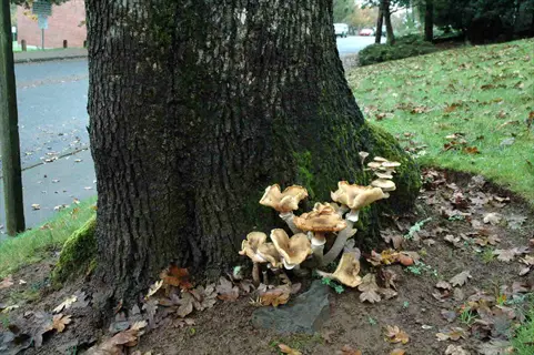 mushrooms growing at tree base indicating plant root rot, with decaying leaves, wet bark, and suburban background