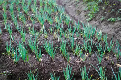 neatly planted young green onion plants in dark soil, showing organized onion garden rows