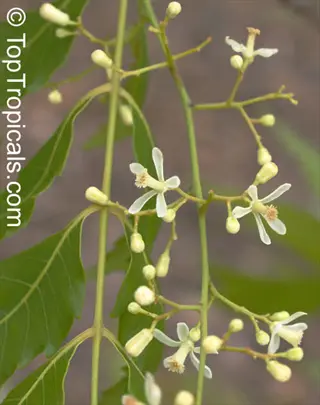 neem plant (azadirachta indica) with green leaves and white flowers, source of neem leaf extract