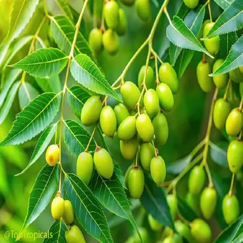 neem tree branches with green leaves and fruit clusters; source of neem oil for organic plant spray